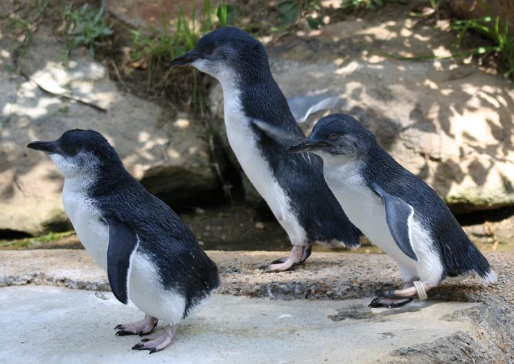 The Best National Zoo & Aquarium Tours & Tickets 2021 - Canberra | Viator